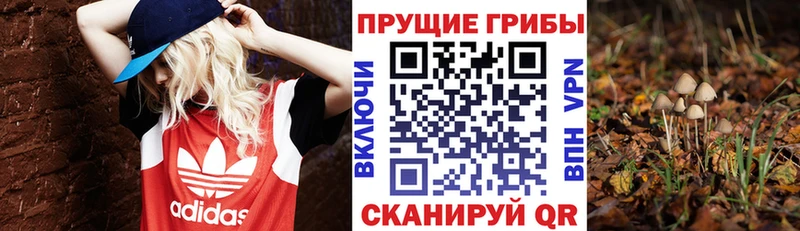 Купить где  Киренск  Галлюциногенные грибы Psilocybe 